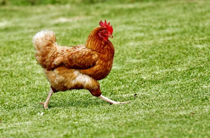 Gallinas ponedoras